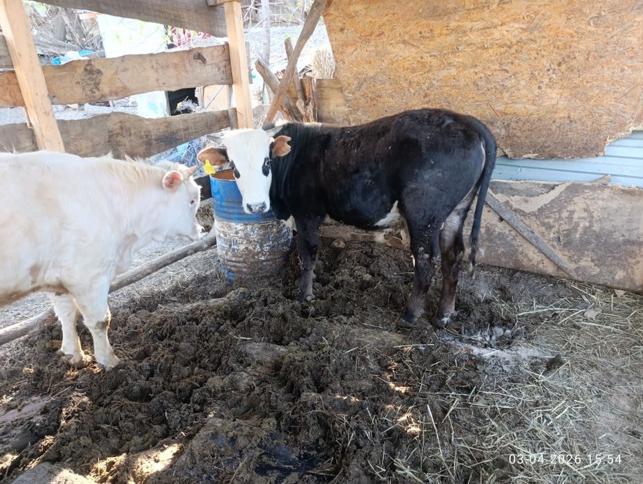 Продам хороших бычков