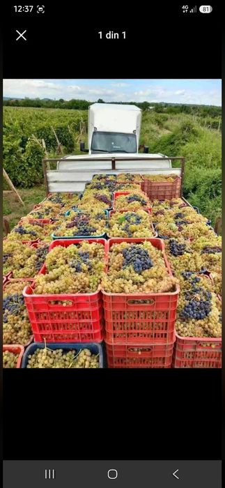 Struguri de vin producție 2026