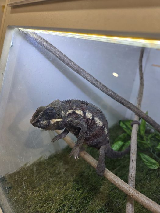 Furcifer pardalis cameleon