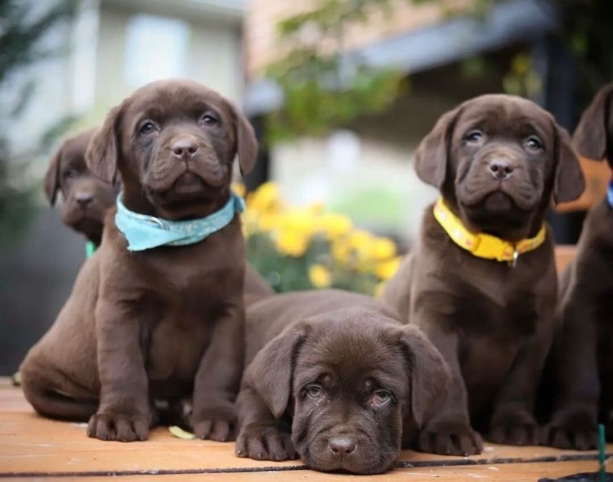 Роскошные Лабрадорчики