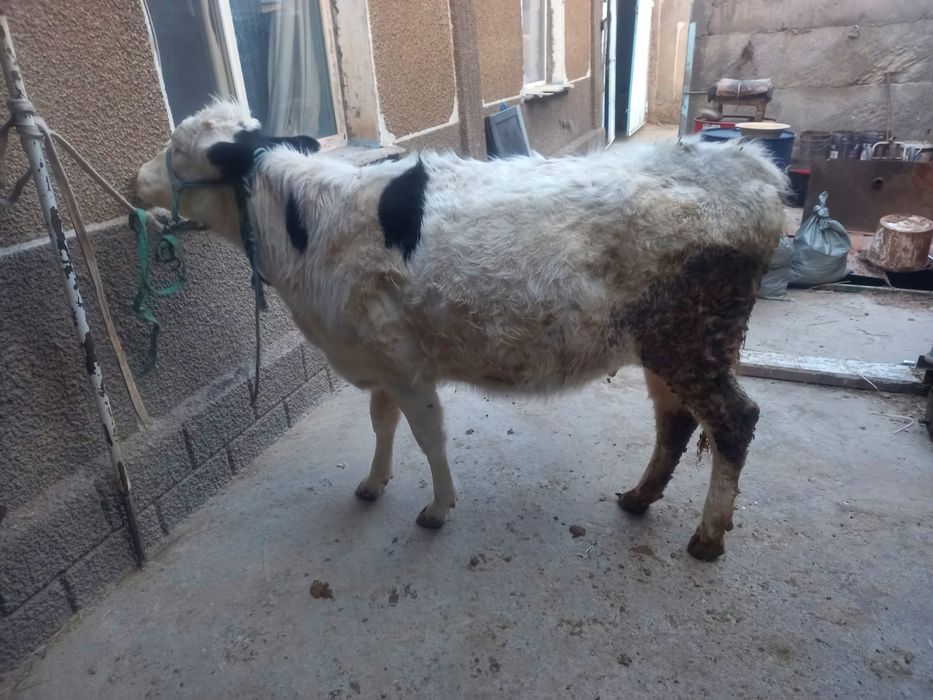 Бұзау сатамын қашар