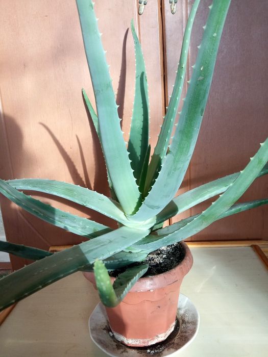 Продам.  Цветок. Алои