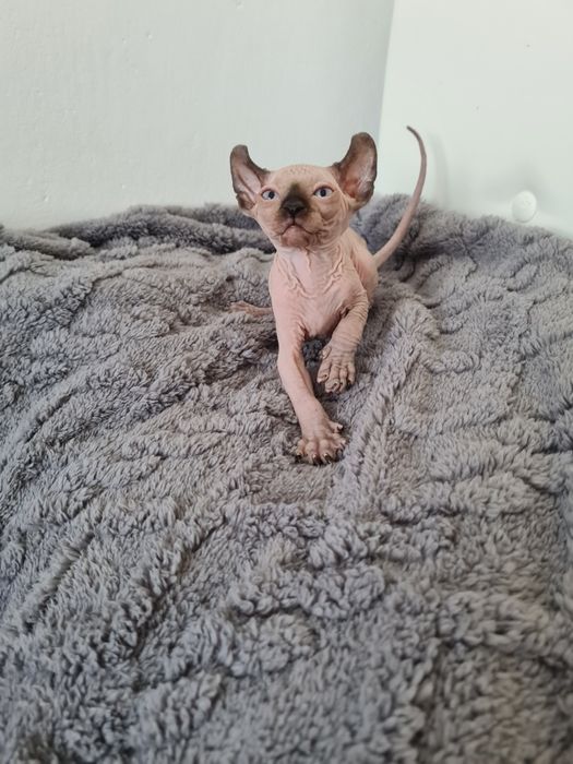 Pisicuta Sphinx mascul elf