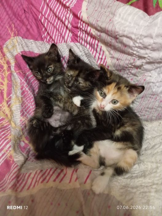 Отдам котят в добрые руки