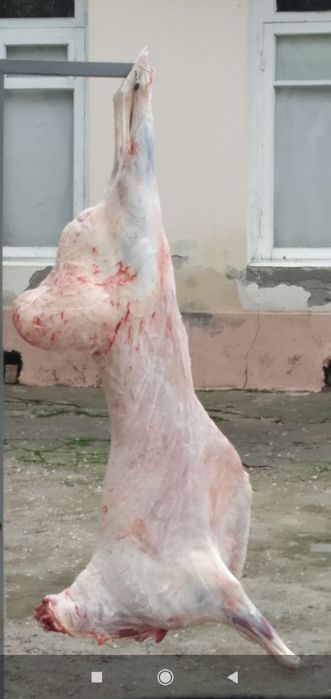 Qoy bor. Куй бор