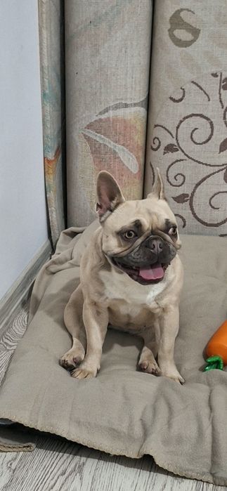 Френски Булдог , женско  на 1 г