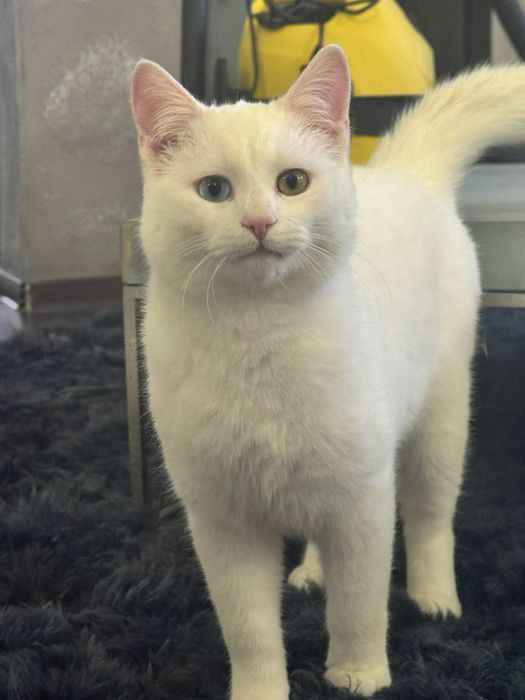 Motan Angora Turceasca 9 luni