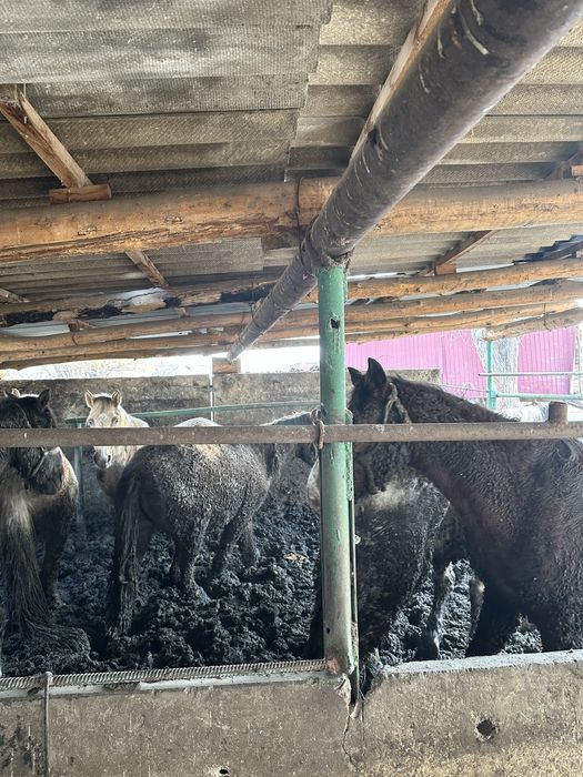 Бордақы биелер сатамын