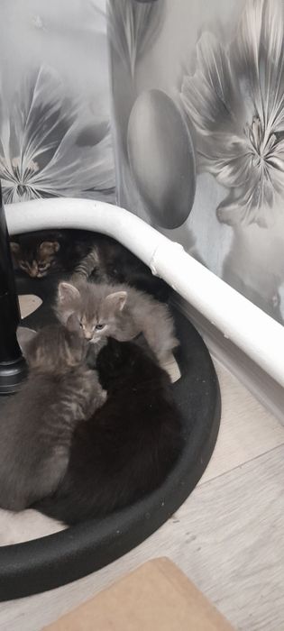 Кому надо  котят