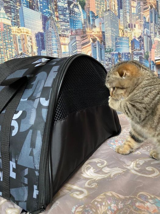 Котенок шотландский вислоухий девочка