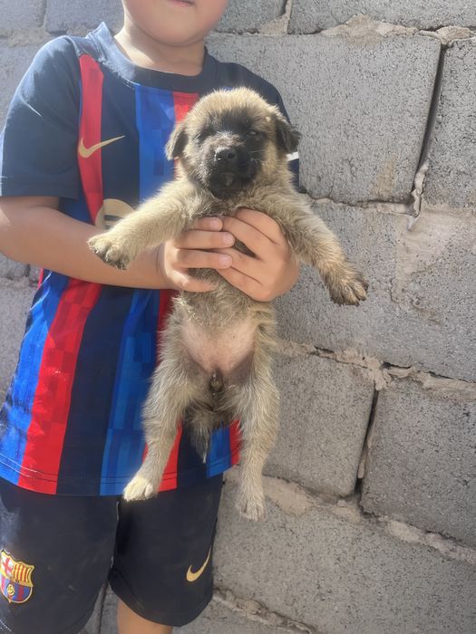 щенки Бесплатно город аягоз