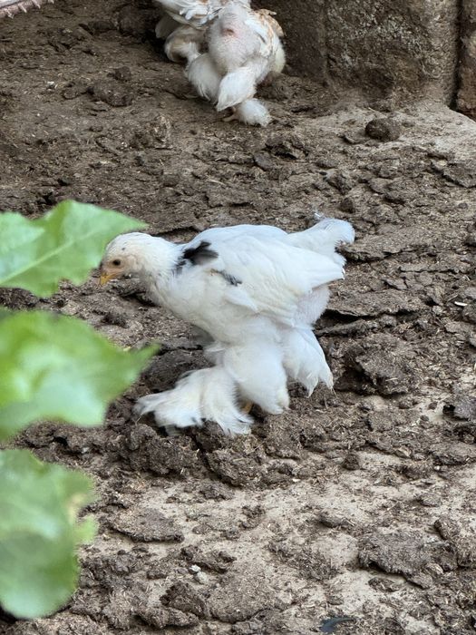 Брама цыплята балапан