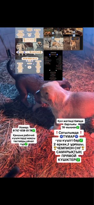 Чемпион СНГ Самұрықтың күшіктері.