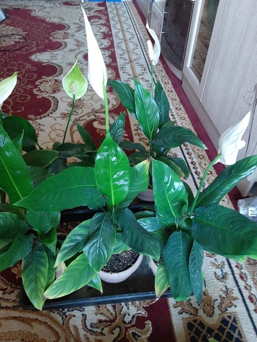 Комнатные цветы   спатифиллум
