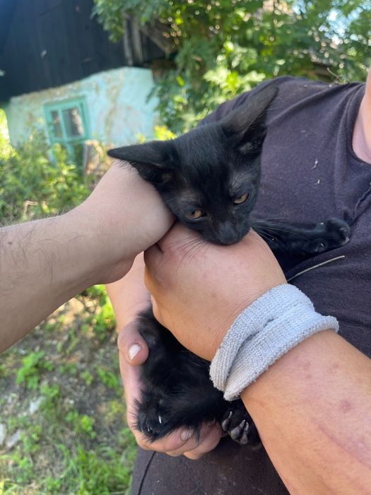 Donez doua pisicuțe abandonate