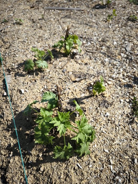 Дельфиниум двухлетка