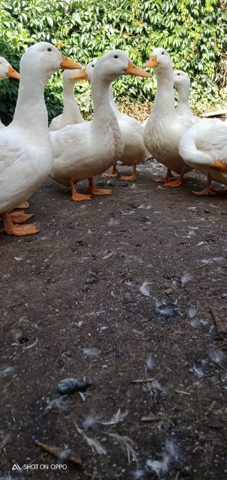 Продам пекинские утки