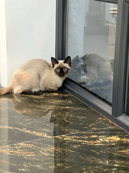 Продаётся Сиамский кот 8 месяцев