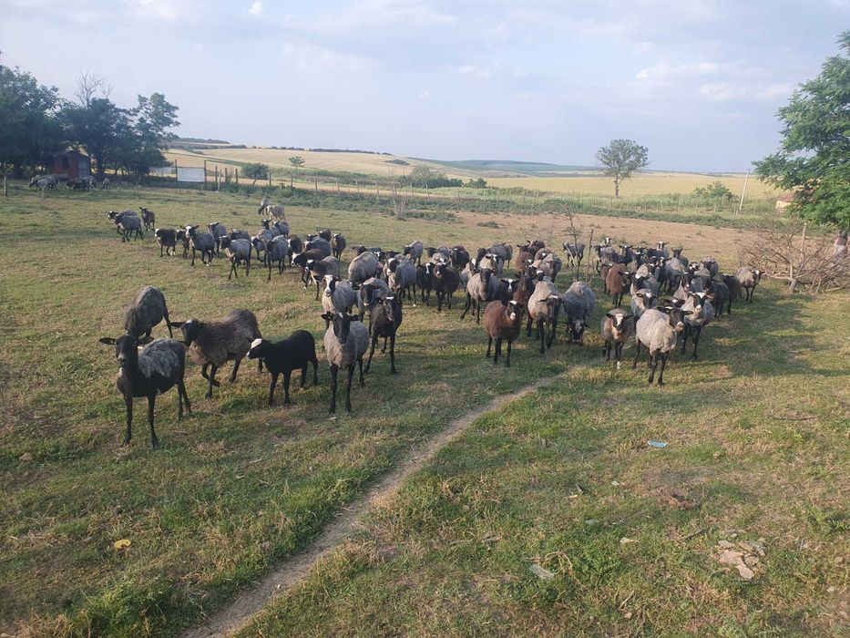 150бр.Romanovski ovce Романовски овце