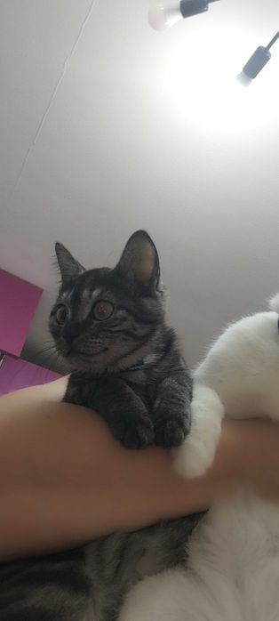 Отдам Котят в хорошие руки