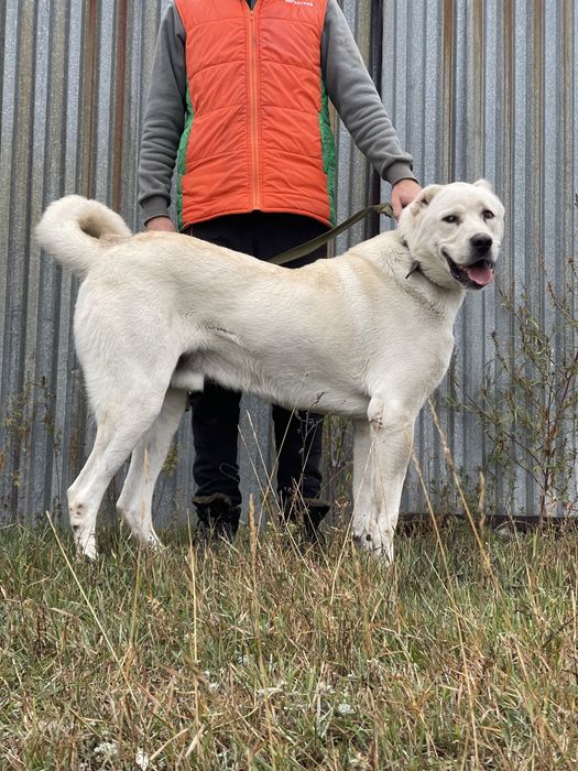 Собаки ,щенки ,акбаш ,турецкий алабай