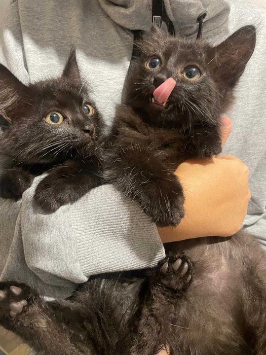 Котята-мальчики бесплатно