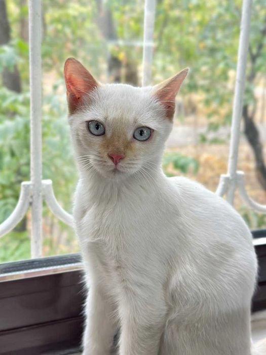 Белый котенок бесплатно