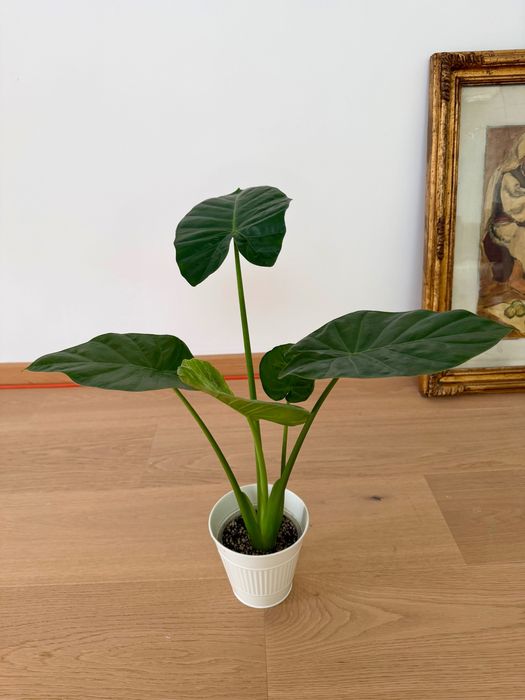 Alocasia Regal Sheild Colocasia, Urechea Elefantului