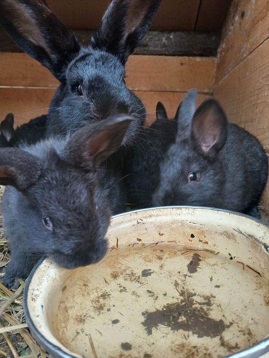 Vând pui de  iepure berbec german