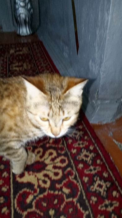 Отдам даром девочку в добрые руки