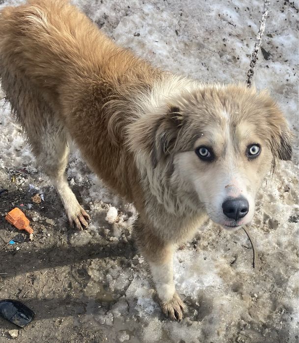 Caine Gratuit Dambovita