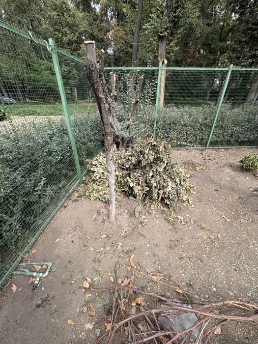 Отдам дрова бесплатно