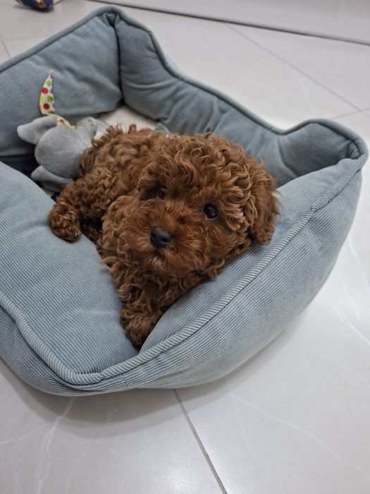 Той пудел Toy Poodle ЖЕНСКО