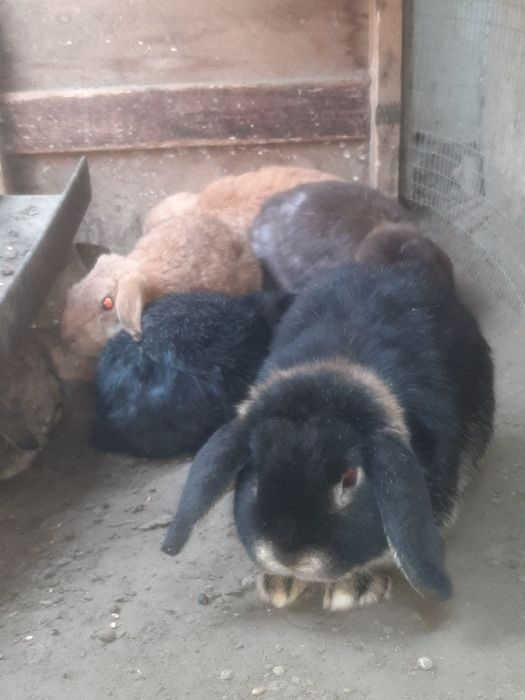 Holland Lop zotli quyon