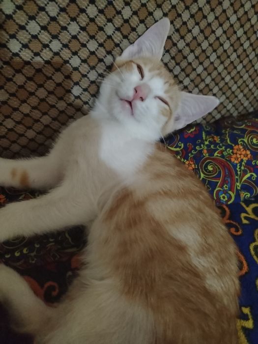 Котята  в добрые руки