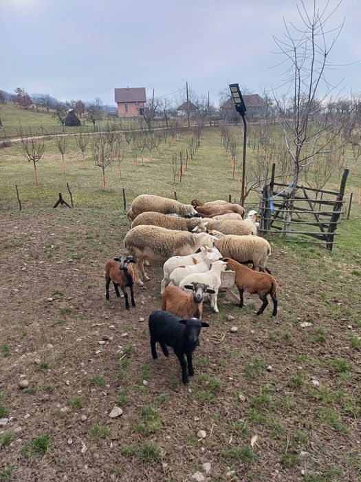Animale de vanzare