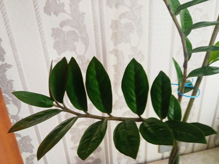 Продам молодой комнатный цветок - замиякулькос.