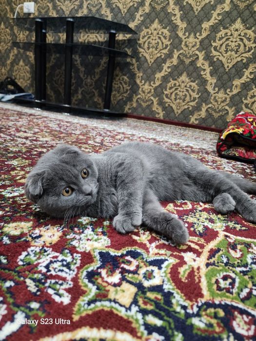 Шикарный шотландский вислоухий котенок (Скоттиш-фолд), 4 месяца