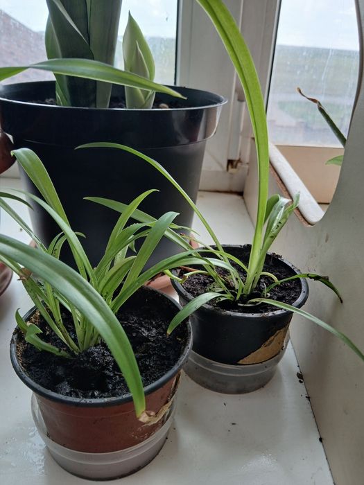 Продам комнатные цветы разные