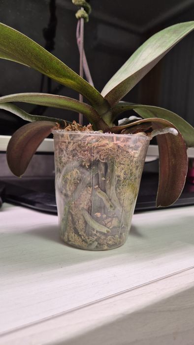 Продам орхидею Фаленопсис