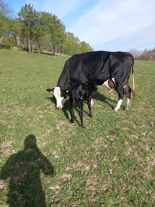 Vând vaca cu lapte fatata recent