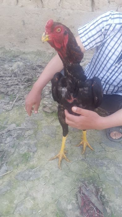 Dakan Xoroz sotiladi serkalte