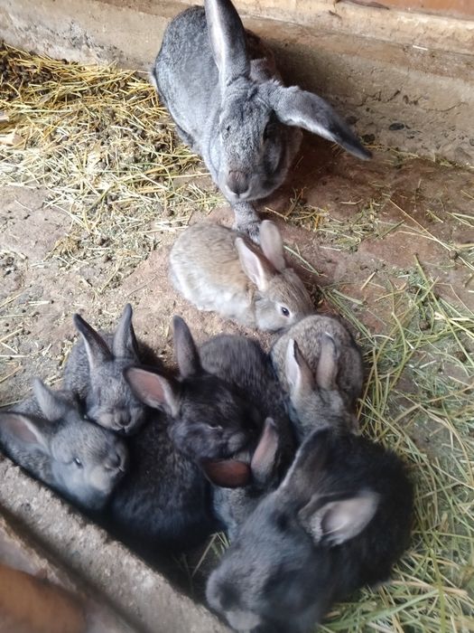 Quyon bolalari sotiladi