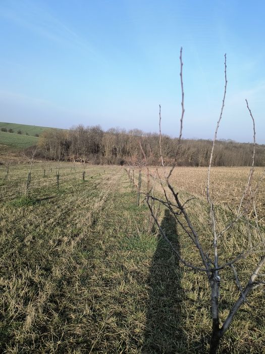 Vând livadă de pruni tineri – 8700 mp – Ramna, jud. Caraș-Severin