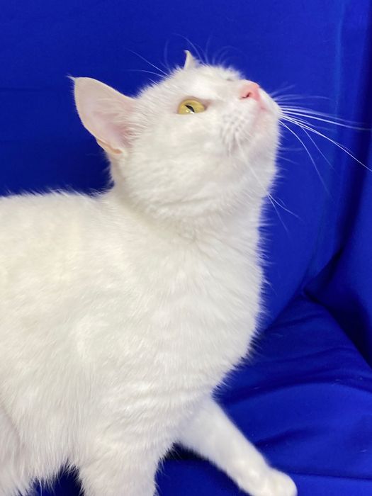 Кошка Алиска ищет дом!