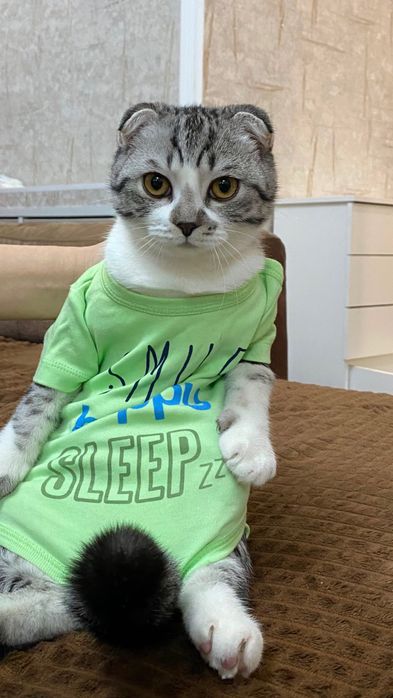 Кот ищет кошку для вязки