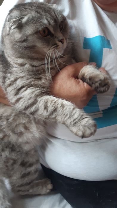 Продам шотландский кот