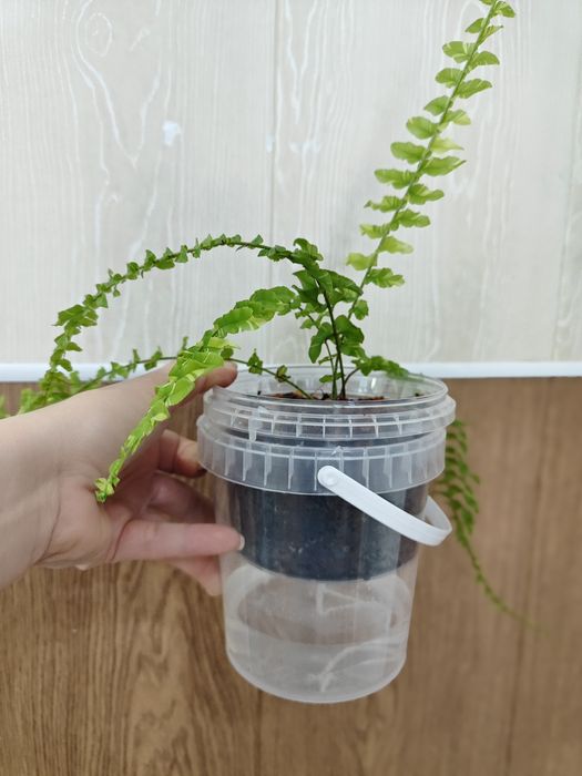 Нефролепис тигр (папоротник)