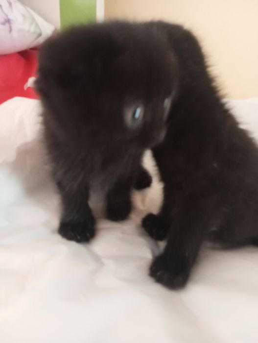 Продаются котята скоттиш фолд вислоухие