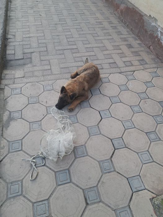 Белгия овчаркаси сотилади